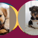 The Magic of Teacup Puppies: Your Ultimate Cuteness Guide