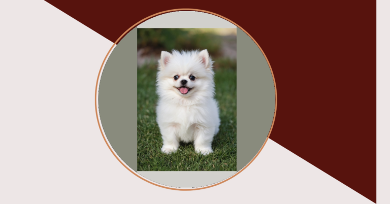 Teacup Puppies Galore: A Miniature Marvel of Cuteness