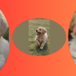 Pawsitively Adorable: 15 Cute Puppy Ideas to Brighten Your Day