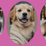 Adorable Puppy Ideas – The Ultimate Guide for Pet Lovers