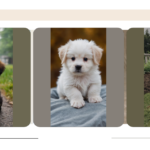 Puppy Love Galore: 15 Cute Ideas to Fill Your Heart with Joy