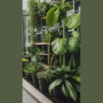Fresh Beginnings: 15 Indoor Plants for Front Door Decor Ideas & Entrance