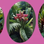 Vibrant Sun-Lovers: 15 Must-Have Tropical Plants for Your Outdoor Full Sun Garden