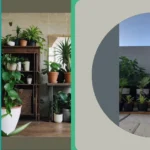 Blooming Beauties: 15 House Plants That Are Both Beautiful and Pet-Friendly