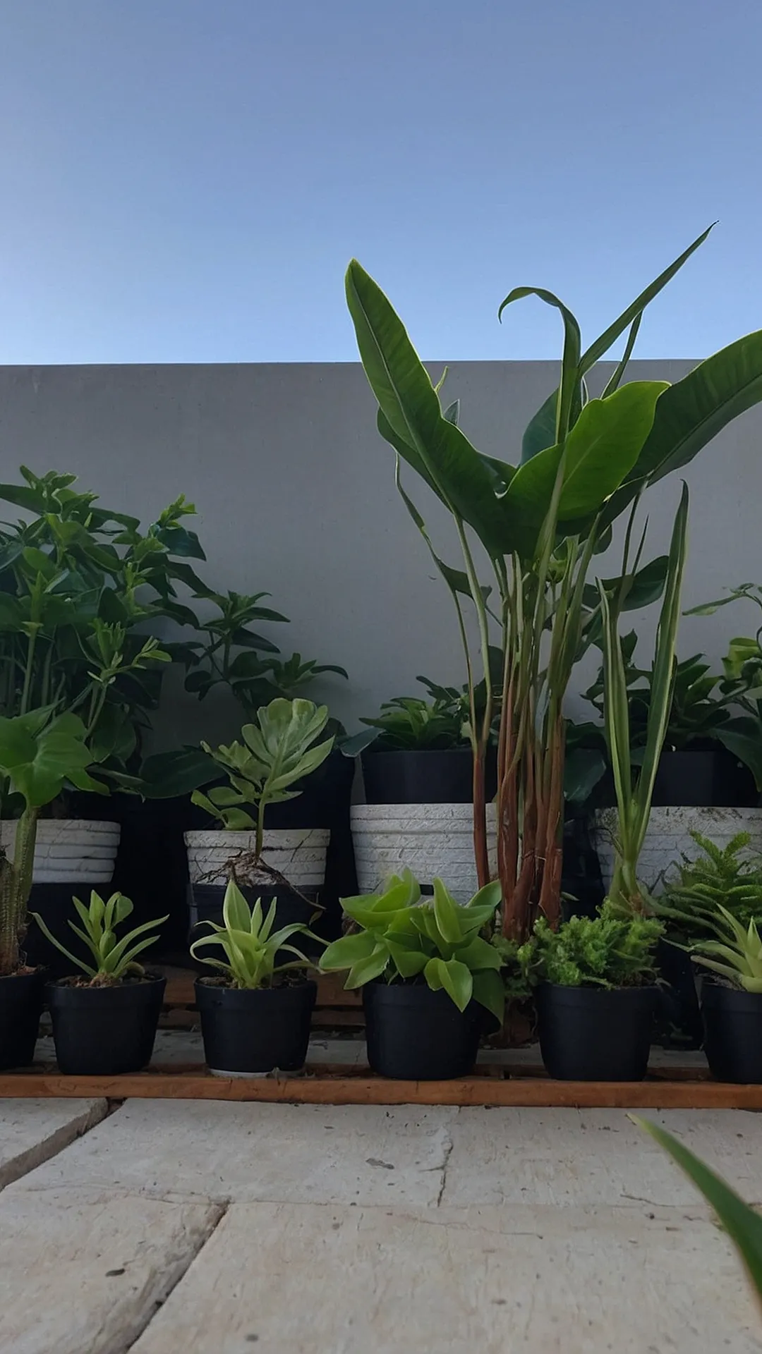 Nature's Nook: Cozy House Plant Setups