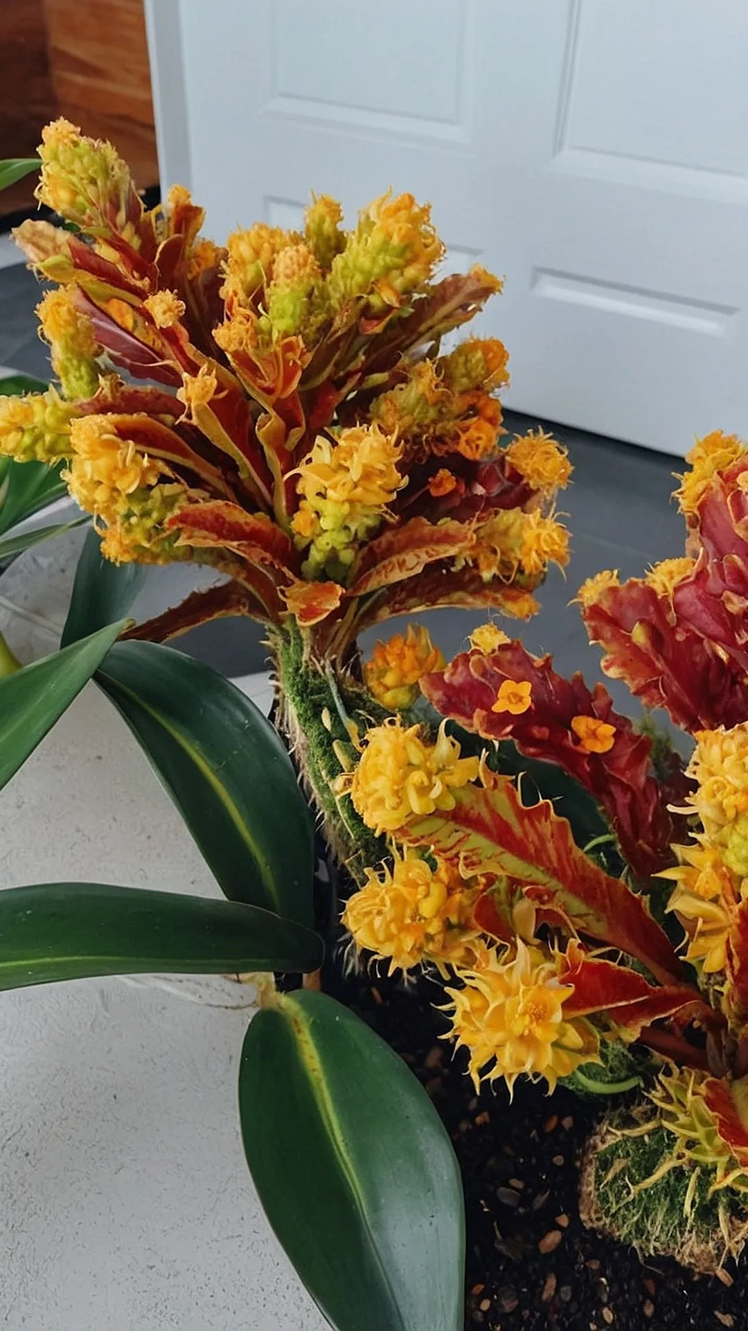 Zen Zone: Serene House Plant Inspirations