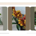 Paws and Petals: 15 Pet-Friendly House Plants for a Safe and Stylish Indoor Environment