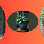 Green Dreams: 15 Indoor Plant Ideas to Revitalize Your Living Room