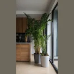 Unleashing Greenery: 15 Delightful Indoor Plants for Your Home