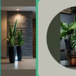 Green Glory: 15 Houseplants Perfect for Your Living Room
