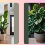 Leaves and Laughter: 15 Indoor Plants for Your Cozy Space