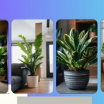 Breathe Easy: 15 Indoor Plants That Will Transform Your Decor