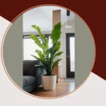 Leafy Love: 15 House Plants to Enrich Your Indoor Decors