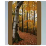 Capture the Essence of Fall: 13 Stunning Nature Photography Ideas