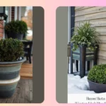 Elevate Your Home’s Curb Appeal with 18 Winter Planters