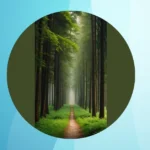 Nature Meets Technology: 15 Aesthetic iPhone Wallpapers You Need