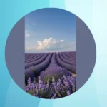 Lavender Vibes: 15 Wallpaper Inspirations for a Cozy Retreat