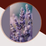 Lavender Love: 15 Wallpaper Inspirations for Your Aesthetic Dreamland