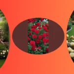 Say It with Roses: 18 Fun English Garden Ideas