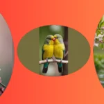 Chirp Up Your Space: 20 Adorable Bird Wallpapers to Try This Spring