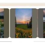 Posing with Petals: 16 Enthralling Flower Field Photos to Try