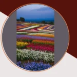 Blooming Great Ideas: Photography in Flower Fields