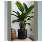 16 Room Plants to Elevate Your Living Space Aesthetic**  
**