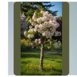 Blooming Beauties: 16 Flowering Trees to Transform Your Garden
