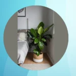 16 Indoor Plants for Cozy Living: A Guide to Make Your Space Shine**  
**