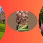 Petal Power: 16 Flowering Trees to Elevate Your Space