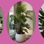 16 Room Plants for the Ultimate Cozy Living Decor