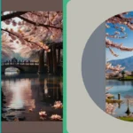 Cherry Blossom Serenade: Twenty-One Places to Kiss Springtime