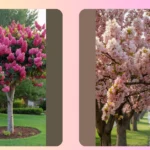 The Colorful Canvas: 16 Flowering Trees for Your Garden