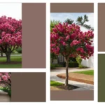 Springtime Joy: 16 Flowering Trees to Brighten Up Your Front Yard