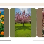 Garden Bliss: 16 Flowering Trees for the Aesthetic Lover