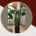 The Green Scene: 16 Must-Have Plants for Your Living Space