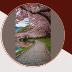 Unearth 21 Unforgettable Cherry Blossom Spots in Japan