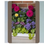 Embrace the Bloom: 21 Flower Box Ideas for Every Sunshade