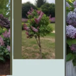 Transform Your Garden with Captivating Lilac Ideas
