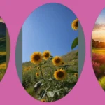 Brighten Up Your Space: 19 Sunny Aesthetic Wallpaper Ideas