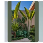 18 Tropical Garden Plants to Transform Your Outdoor Space