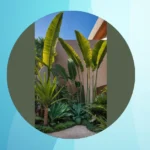 Your Guide to the 18 Best Tropicals for Dazzling Gardens