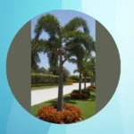 Unleashing the Potential of Tree Bases: Unique Landscaping Ideas