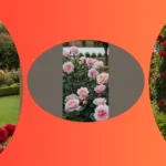 From Plans to Pinks: The Ultimate Rose Garden Inspiration Guide