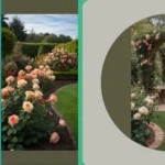 Transform Your Backyard with These Creative Rose Garden Ideas**  
**