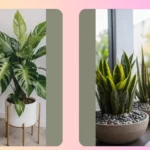 Spice Up Your Living Room Decor with Indoor Plants