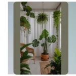 Elevate Your Space with These Large Indoor Houseplants