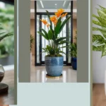 Fern-tastic Indoor Houseplants: A Guide to Beautify Your Home