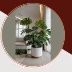 Spruce Up Your Decor: 16 Indoor Plant Ideas to Revitalize Your Space