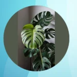 Green Artistry: 20 Whimsical Tips for Your Monstera Care Journey